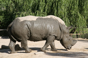 Obraz premium Rhinoceros after mud bath