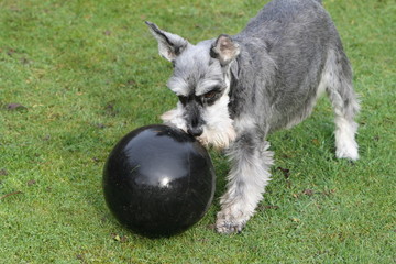 miniature schnauzer with ball