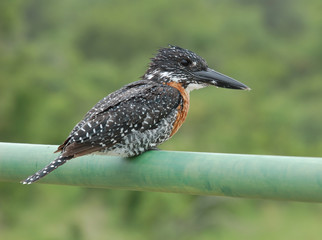 Giant Kingfisher; Megaceryle Maxima