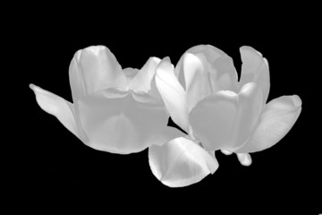 fleur : tulipe noir & blanc