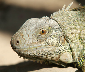 Head of iguana on a blurred background. 