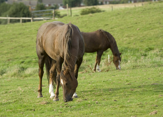 Fototapeta premium Horses grazing on field