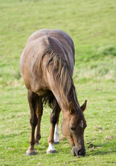 Fototapeta premium Horse grazing on field