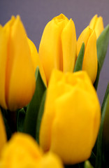 Naklejka premium yellow tulips