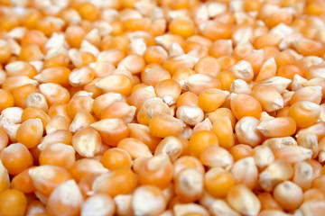 Popcorn Kernels
