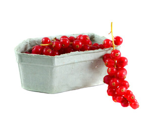 Red currant. Isolation on the white.