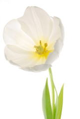 white tulip against white background
