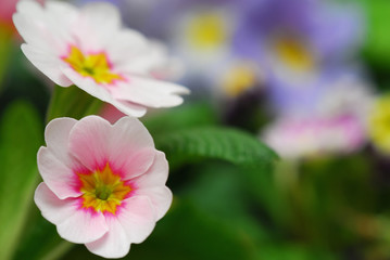 Obraz na płótnie Canvas pink primula flowers