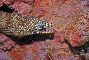colorful eel inside the aquariums