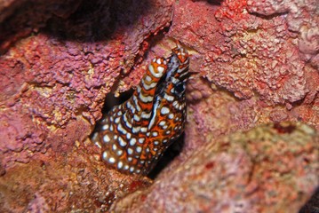 colorful eel inside the aquariums