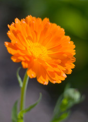 orange flower close-up.Orange pot marigold (