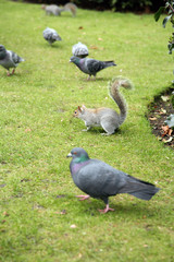 squirrel with pigeons in kensington gardens