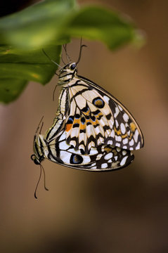 Amore e Farfalle