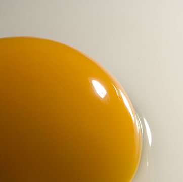 egg