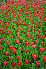 fleur : tulipes rouges 