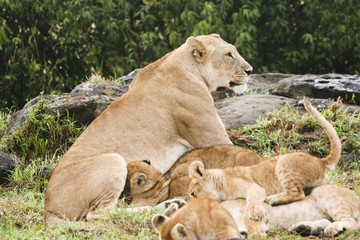 pride of lions in the bush