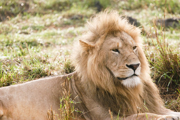 Fototapeta na wymiar lion in the bush