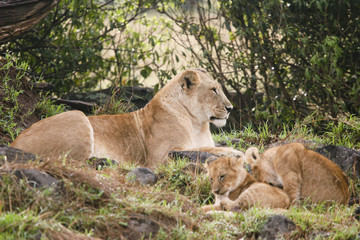 Fototapeta na wymiar pride of lion in the masai mara reserve