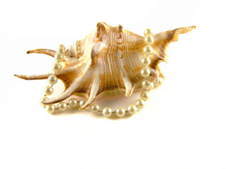 Shell with bracelet on white background