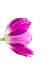 single lilac tulip in profile isolated on white