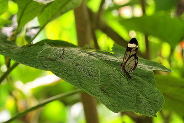 Papillon (Lepidoptera) Greta oto
