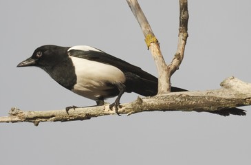 Magpie.