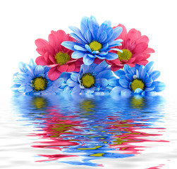 beautiful flowers studio isolated over white