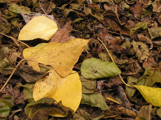 Dry leaf litter