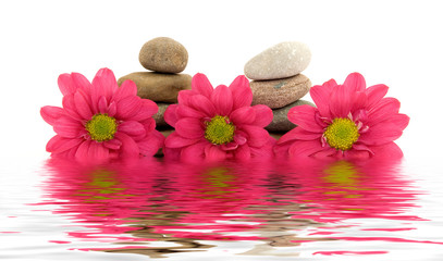 therapy stones with flowers isolated