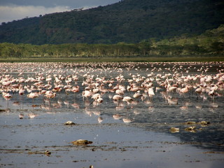 Flamingos