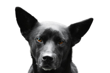 Black dog