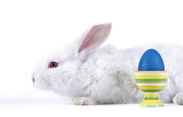 The easter rabbit with a white background