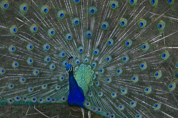 Obraz premium paon faisant la grande roue