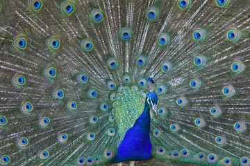 Obraz premium paon : plumage