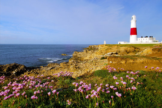 Portland Bill lighthouse with masses of sea pink thrift