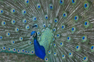 Obraz premium paon qui fait la grande-roue