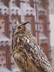 eule