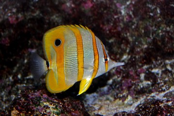 Naklejka na ściany i meble colorful fish in the aquariums