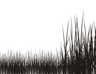 hierba crecida © Sergio Hayashi