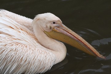 Crested pelican
