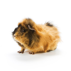Guinea pig