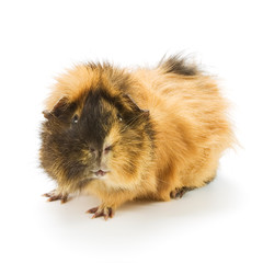 Guinea pig