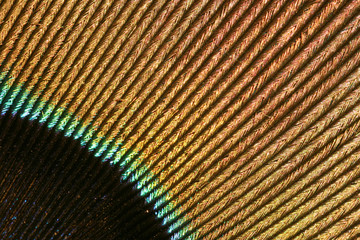 Detail of a peacock's feather