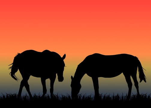 two horses on pasture at sunset