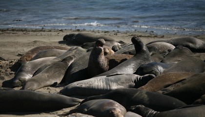 Sea Lions at Rest