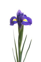 Dark blue flowers of an iris on a white background