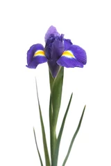 Papier Peint photo Lavable Iris Dark blue flowers of an iris on a white background