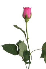 Fototapeta premium One beautiful pink rose on a white background