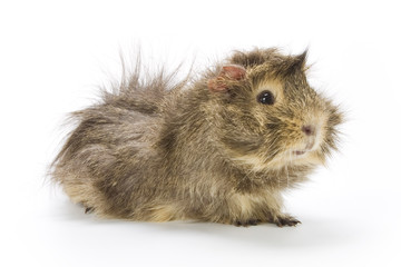 Guinea pig