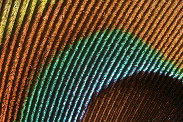 Detail of a peacock's feather
